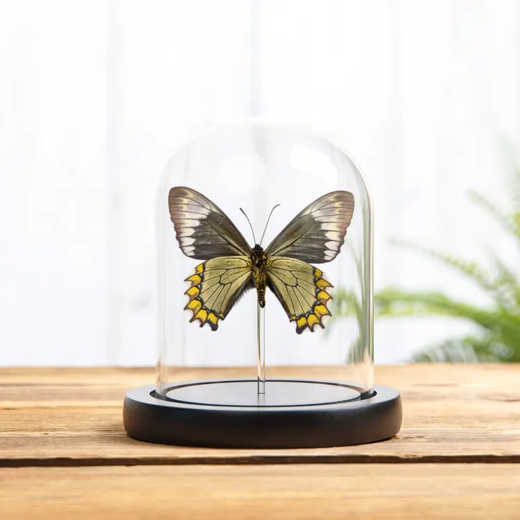 Mariposa Cola de Golondrina Madyes en campana de vidrio (Battus madyes)