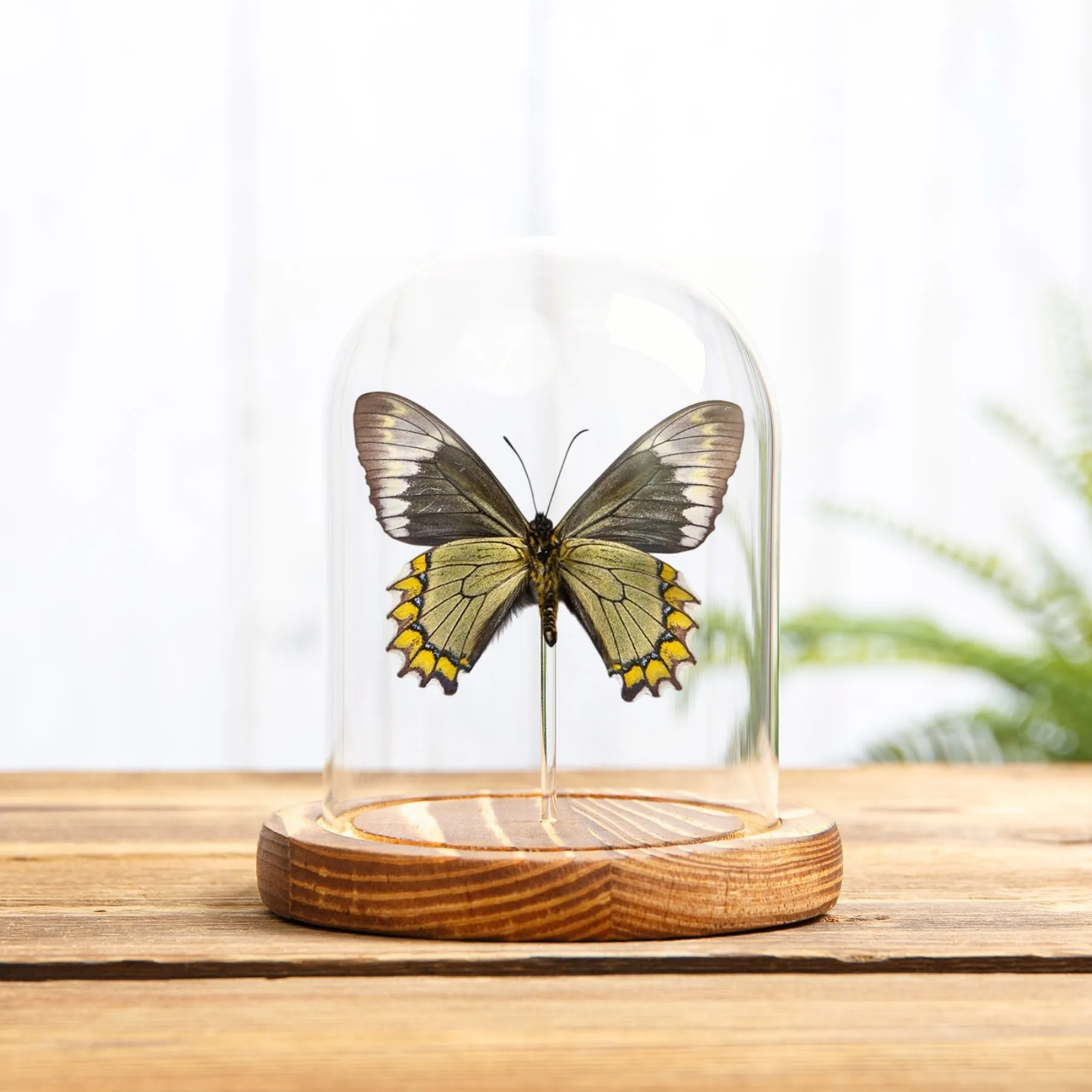 Minibeast Papillon Queue D'Hirondelle Madyes sous cloche en verre (Battus madyes)