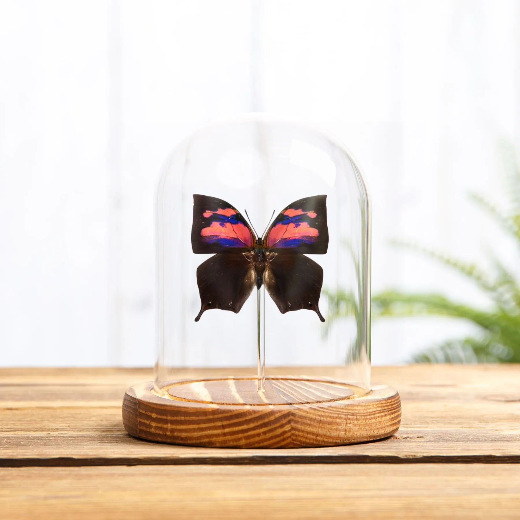 Purple Flusher Butterfly In Glass Dome (Anaea nessus)