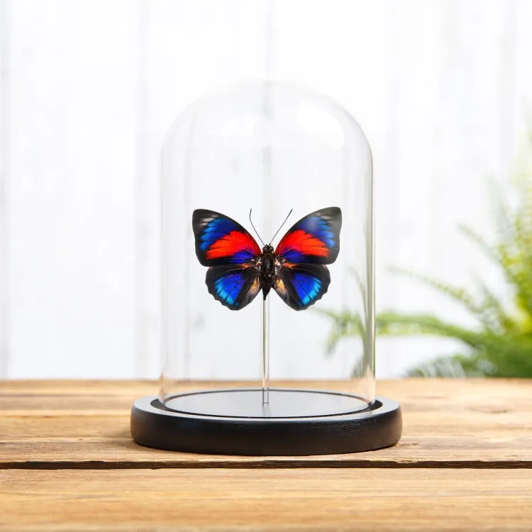 Agrias Hybrid Butterfly In Glass Dome (Agrias beatifica x Agrias claudina)