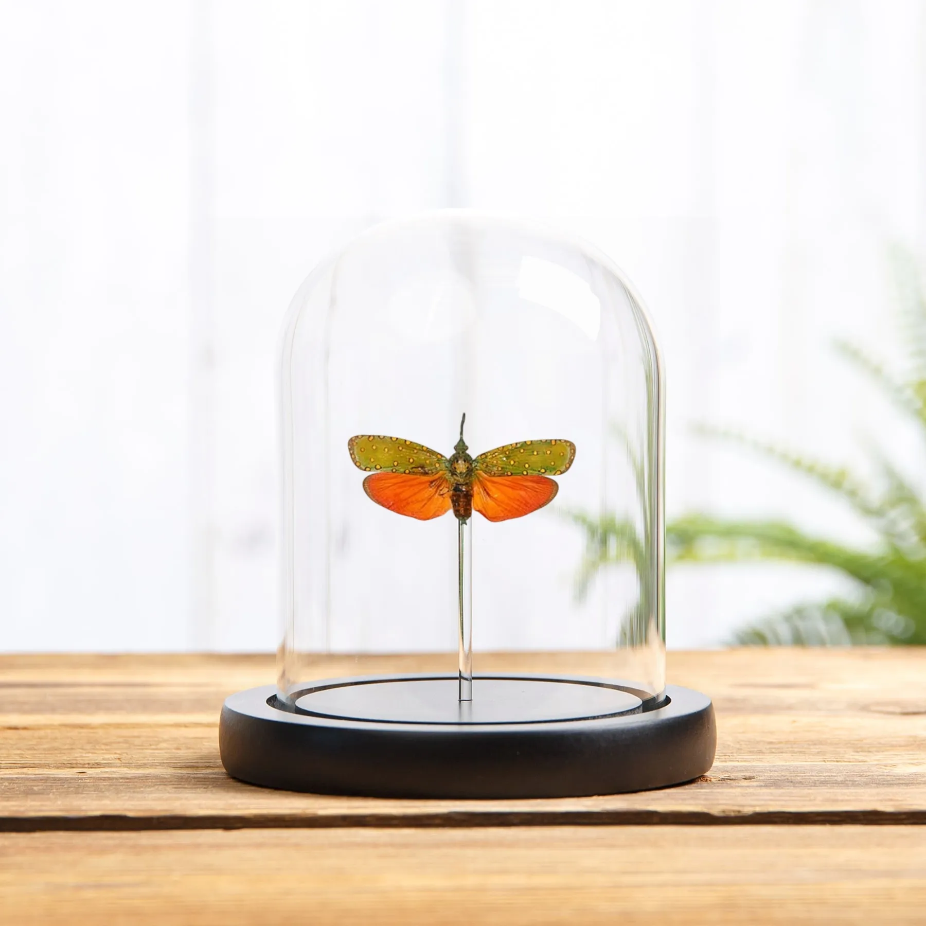 Minibeast Fulgore rouge sous cloche en verre (Saiva cardinalis)