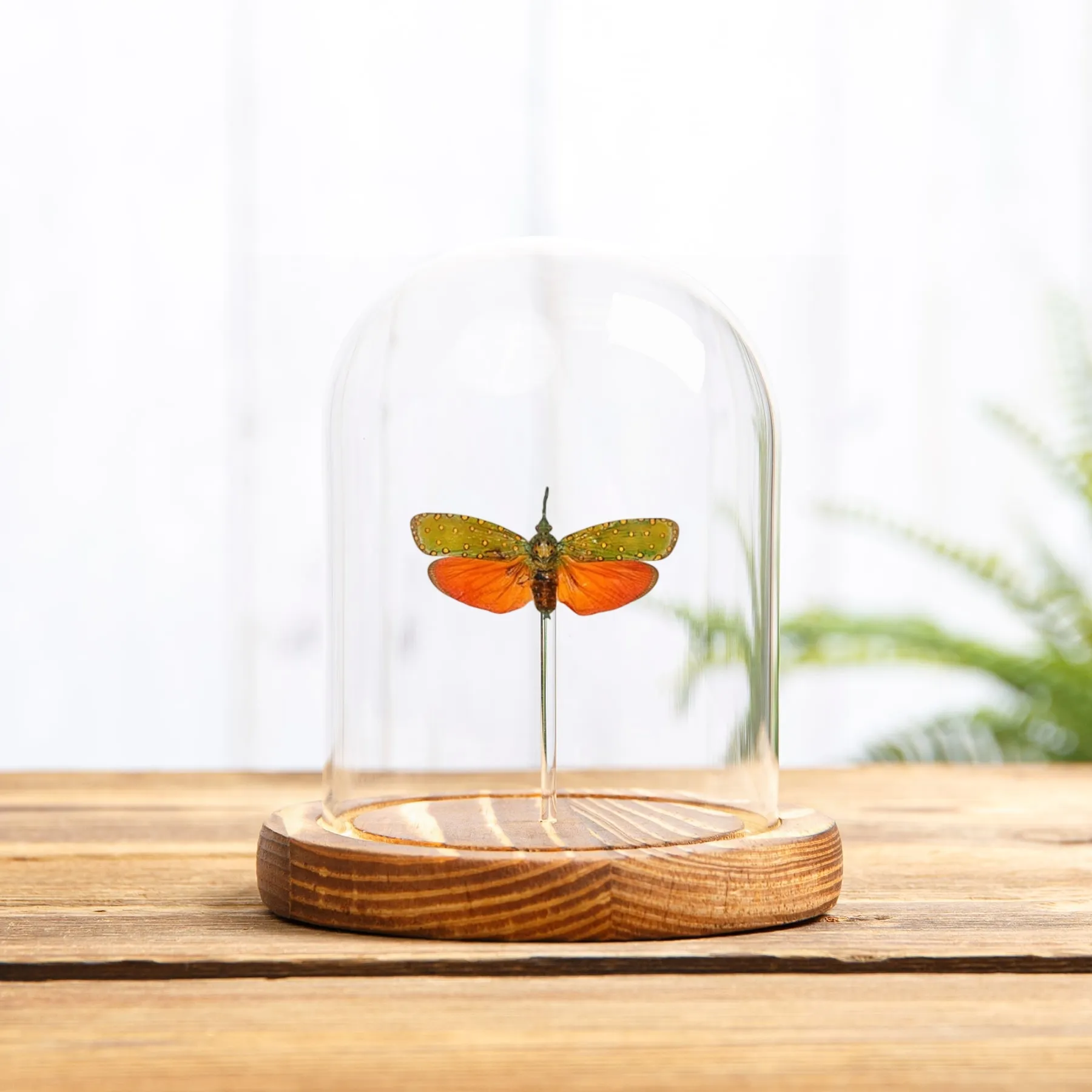 Minibeast Fulgore rouge sous cloche en verre (Saiva cardinalis)