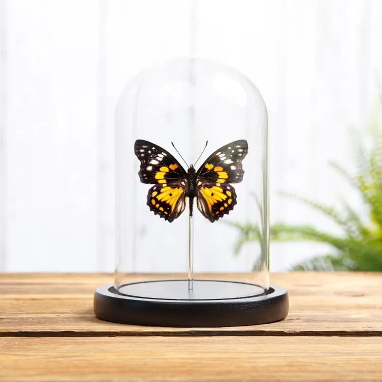 Eastern Courtier Butterfly In Glass Dome (Sephisa chandra)