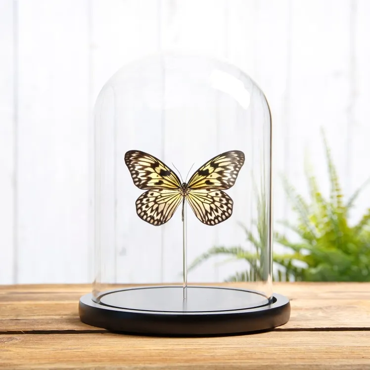 Rice Paper Butterfly In Glass Dome (Idea leuconoe)