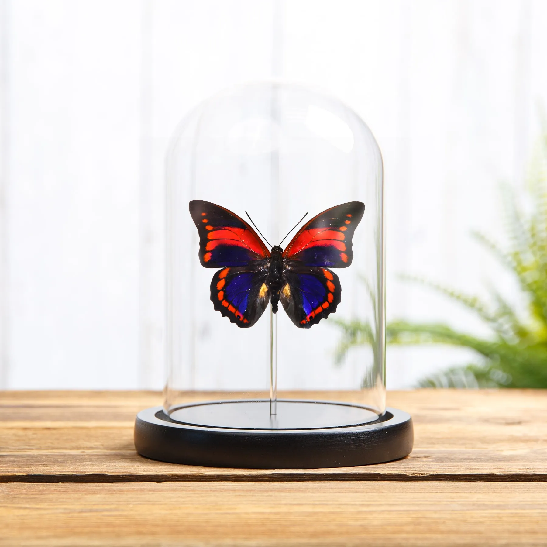 Minibeast Prepona praeneste Schmetterling aus Peru in einer Glasglocke mit Holzsockel