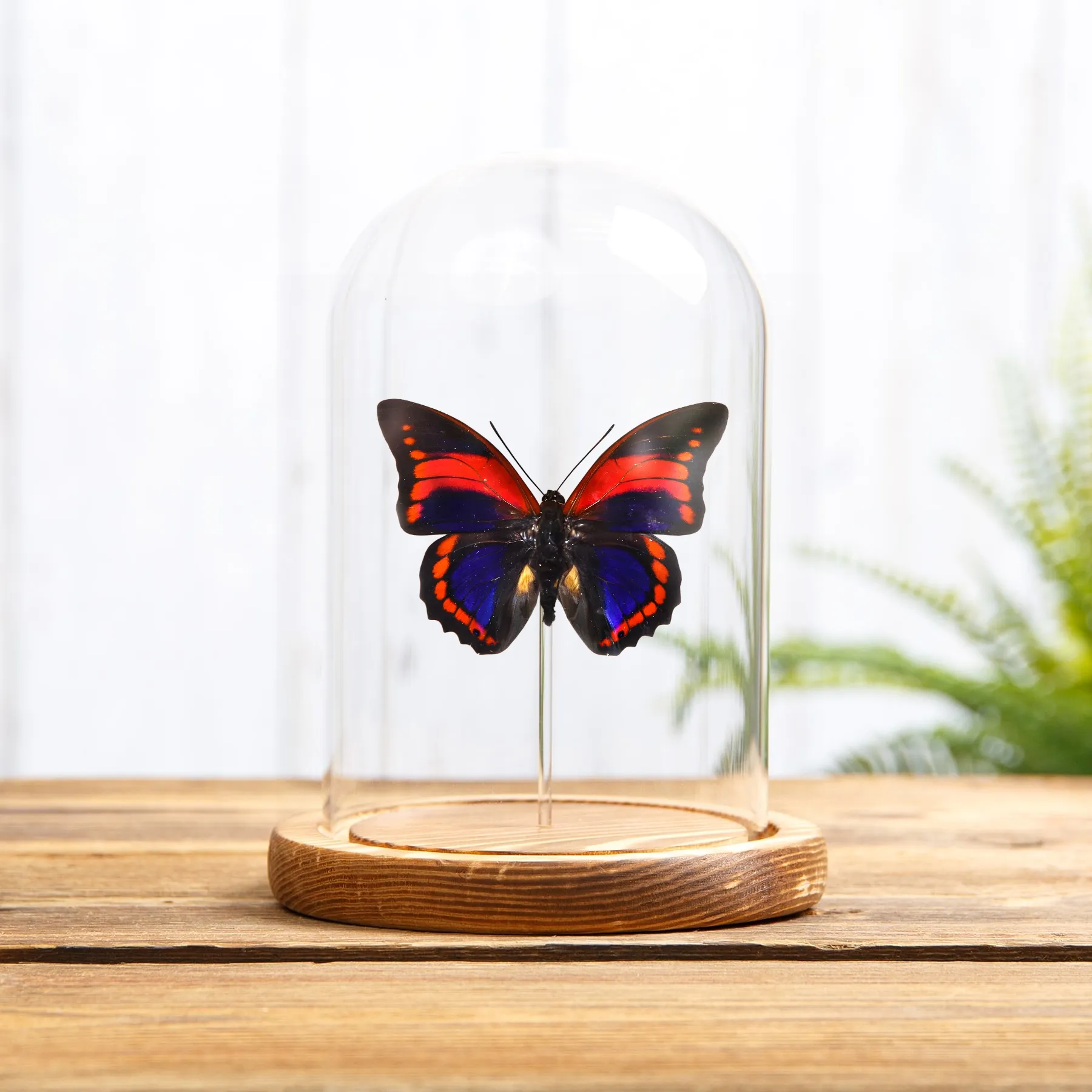 Minibeast Prepona praeneste Schmetterling aus Peru in einer Glasglocke mit Holzsockel