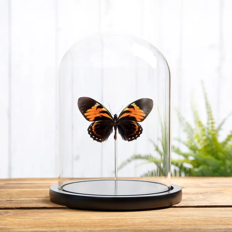 Mariposa Tigre en campana de vidrio (Papilio bachus)