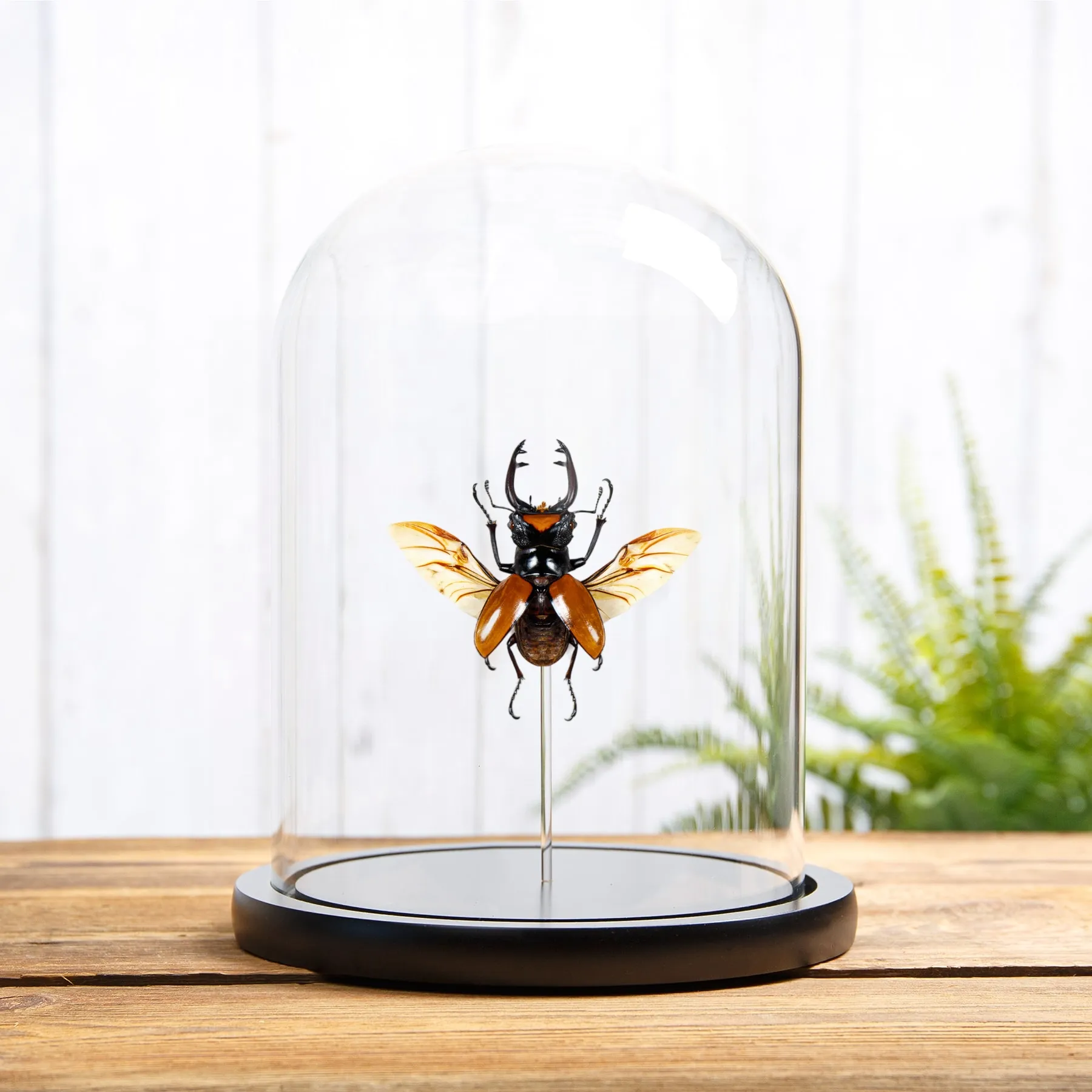 Minibeast Coleottero cervo con Ali Aperte in Campana di Vetro (Odontolabis lacordairei)