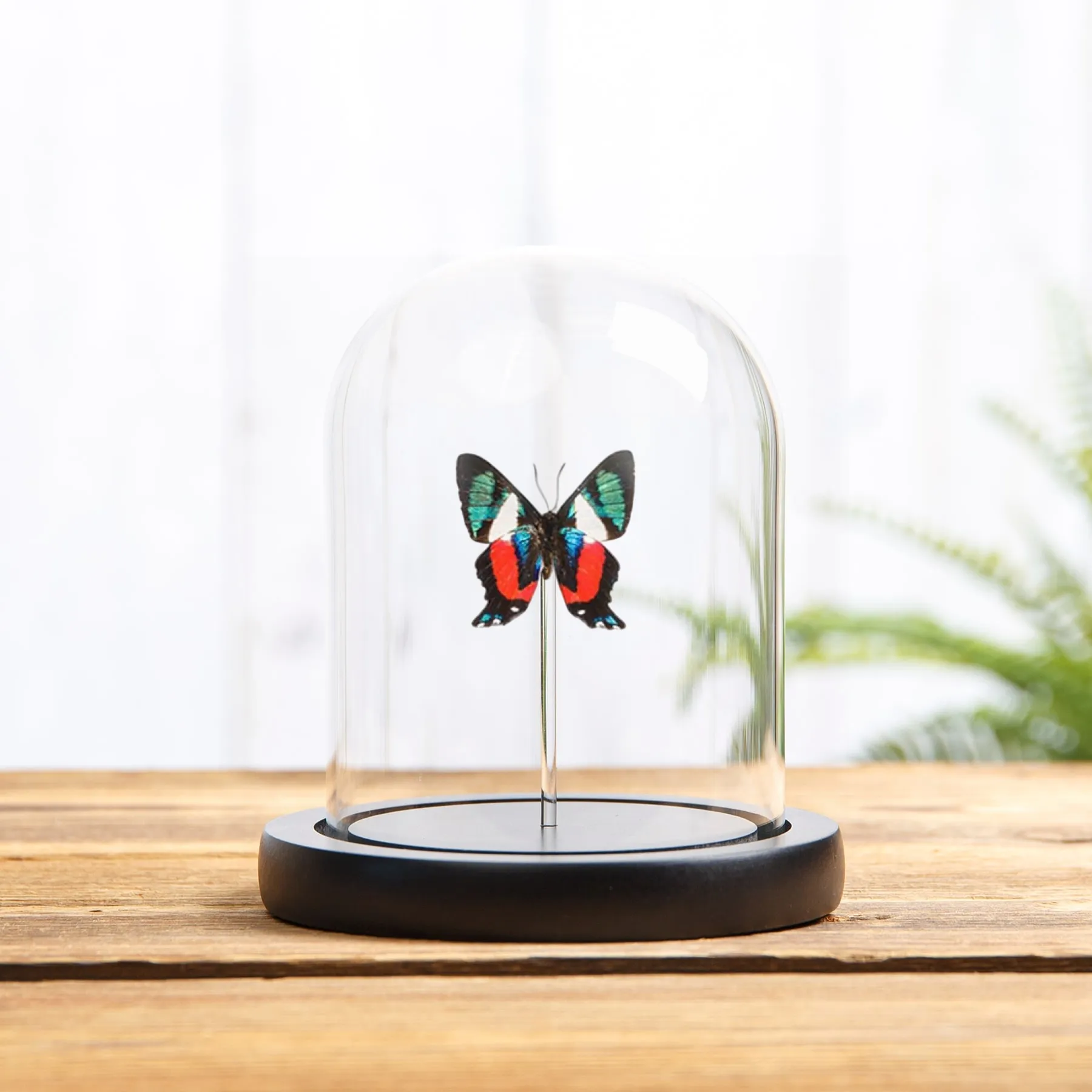 Minibeast La Mariposa Tesoro Vivo Lado Ventral en campana de vidrio (Ancyluris formosissima)