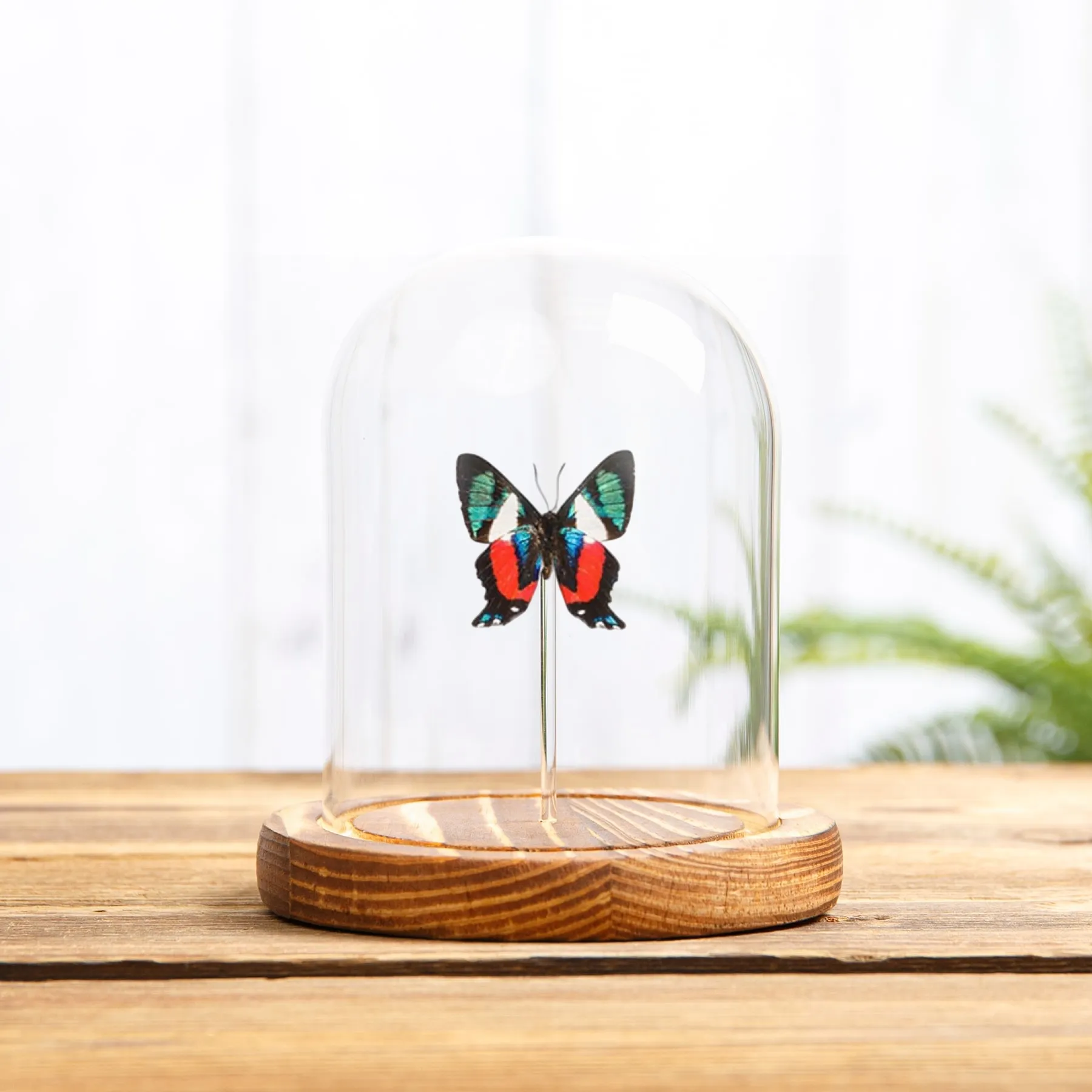 Minibeast La Mariposa Tesoro Vivo Lado Ventral en campana de vidrio (Ancyluris formosissima)