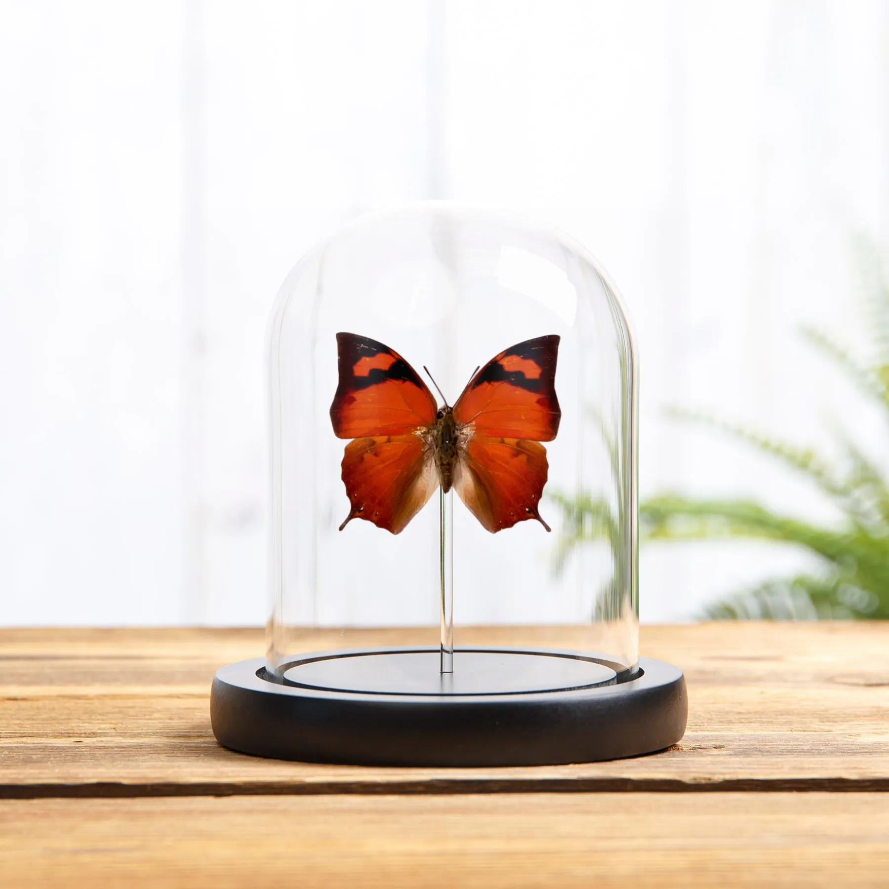 Minibeast Mariposa Pointed Leafwing en campana de vidrio (Fountainea eurypyle)