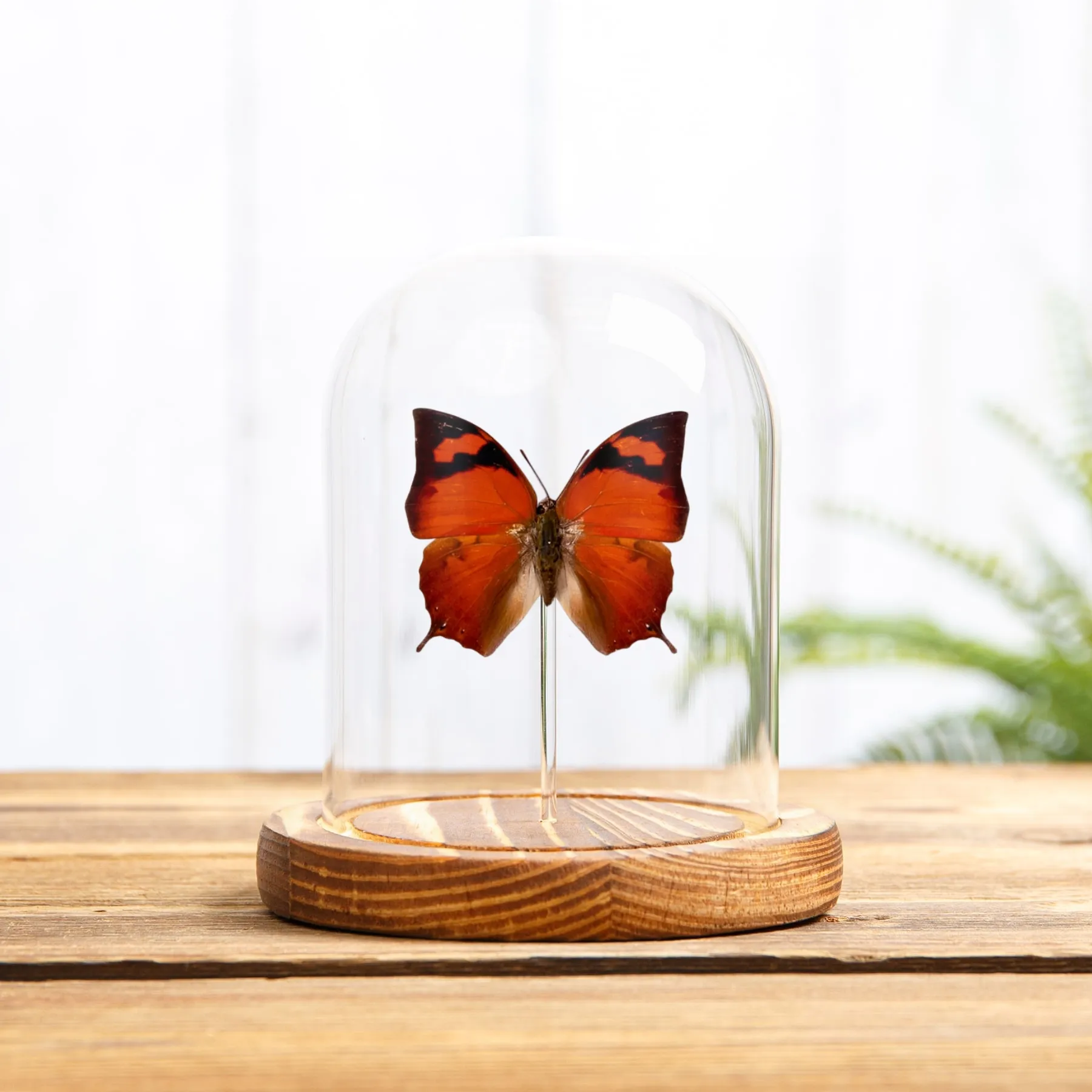 Minibeast Mariposa Pointed Leafwing en campana de vidrio (Fountainea eurypyle)