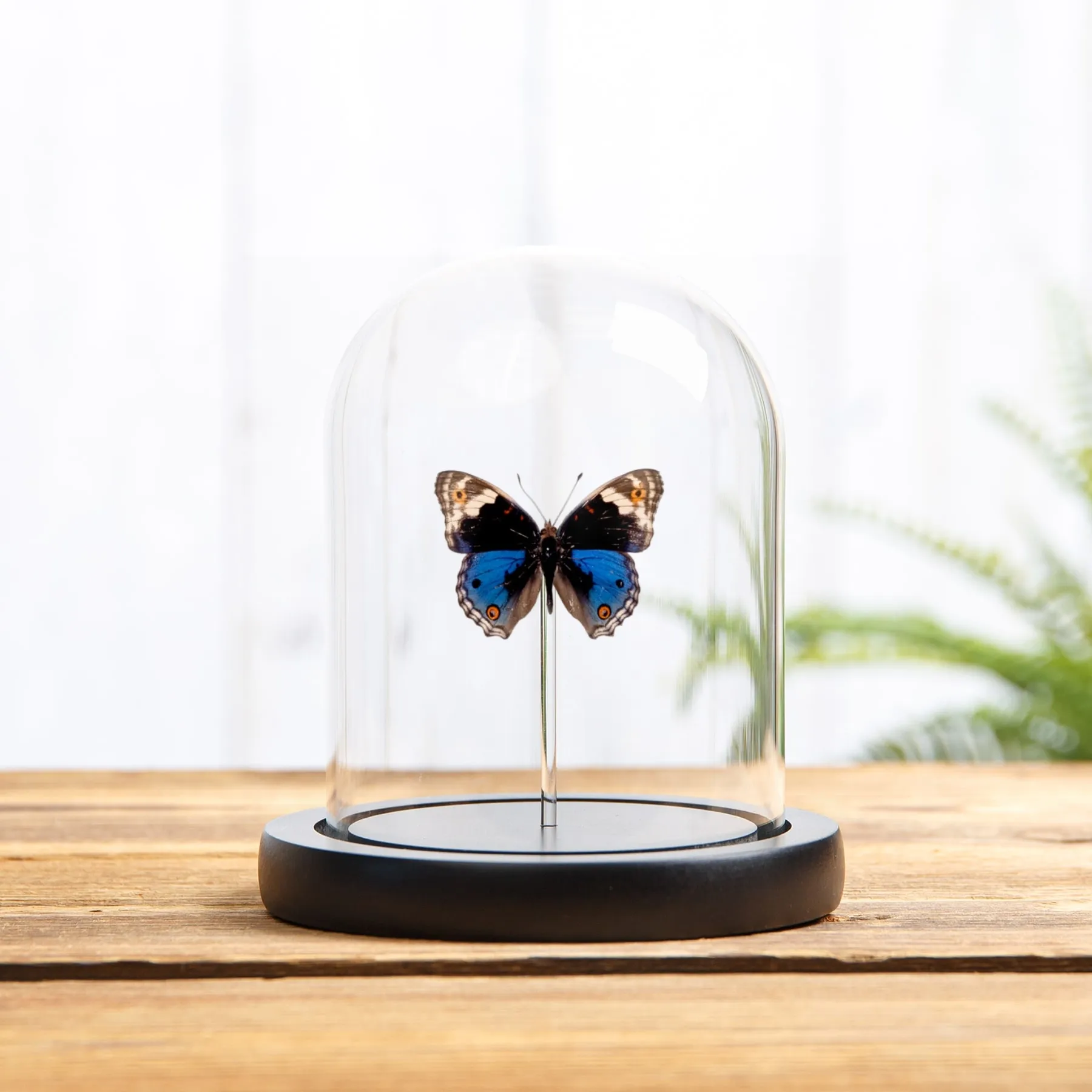 Minibeast Mariposa Pansy Azul en campana de vidrio (Junonia orithya)