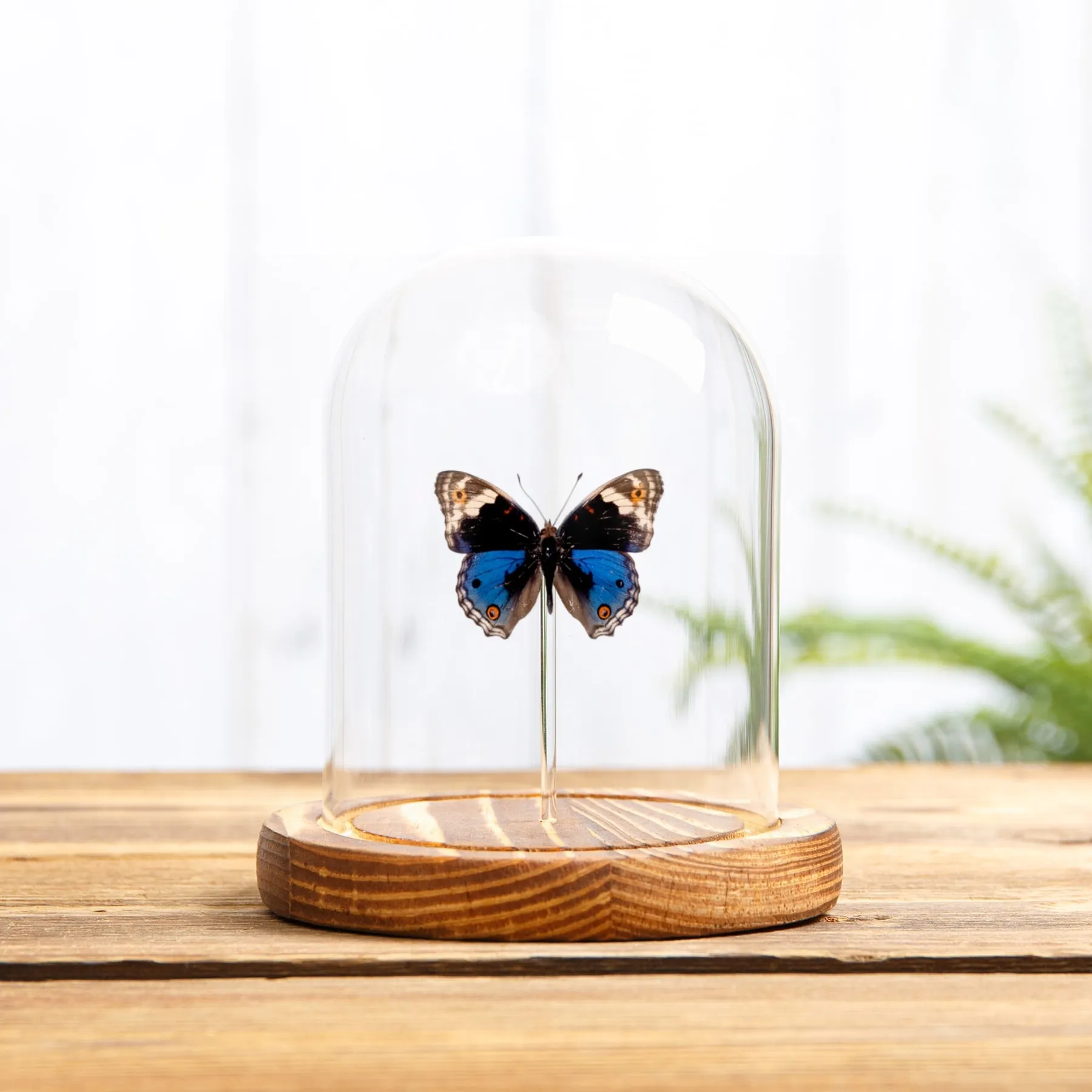 Minibeast Mariposa Pansy Azul en campana de vidrio (Junonia orithya)