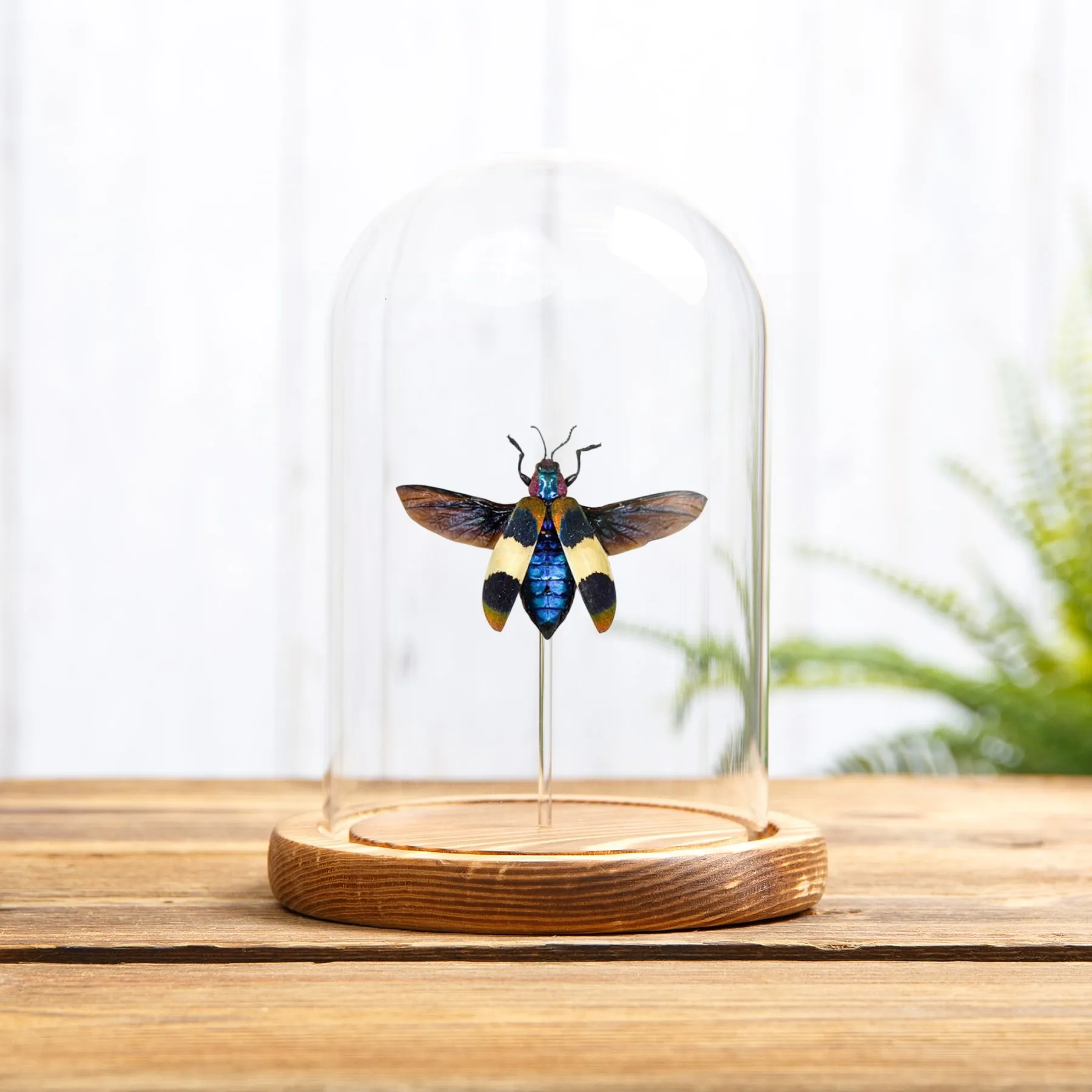 Minibeast Chrysochroa corbetti en campana de vidrio de Tailandia