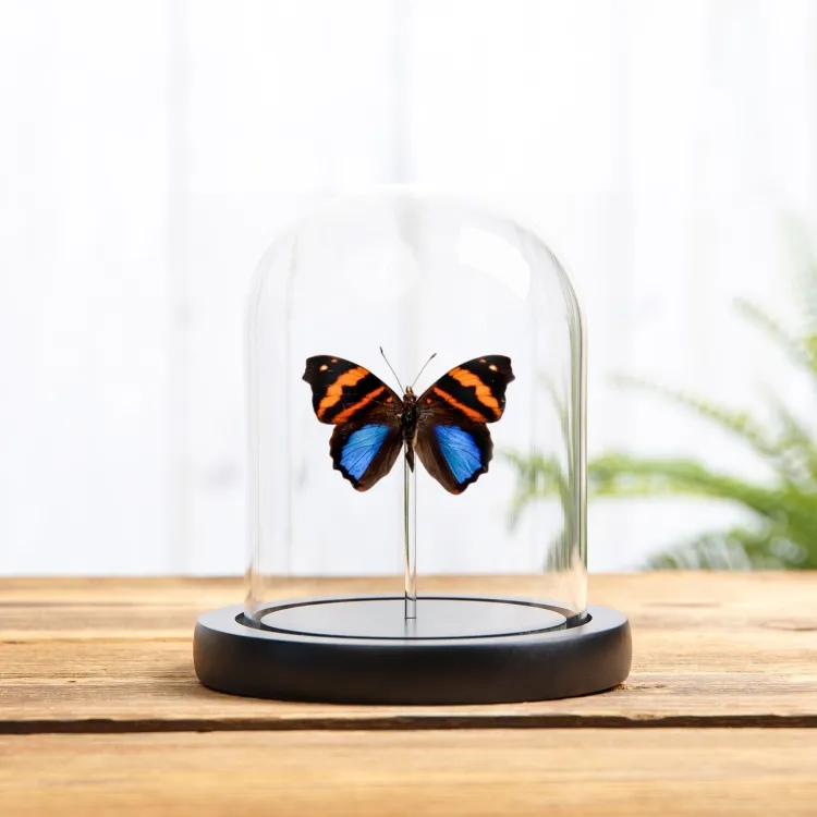 Orea Banner Butterfly In Glass Dome (Epiphile orea)