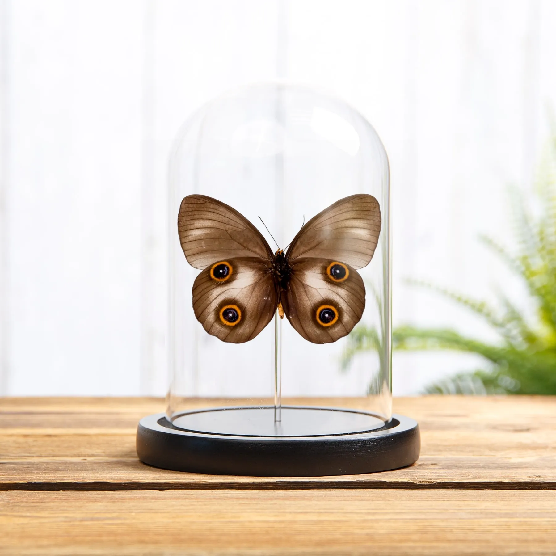 Minibeast Mariposa Búho Urania en campana de vidrio (Taenaris urania)