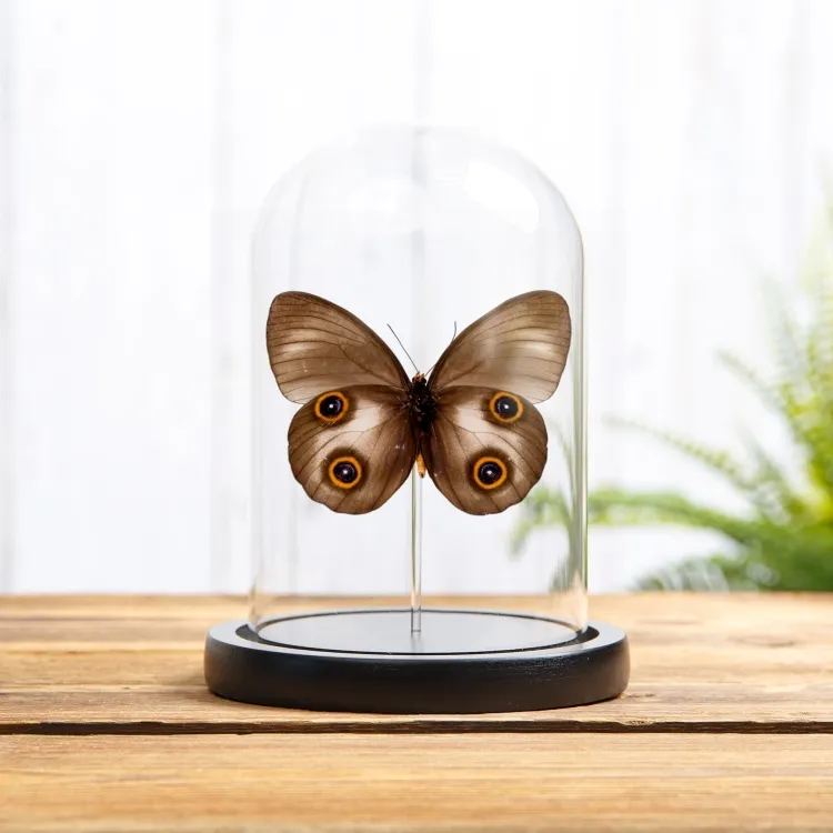 Urania Owl Butterfly In Glass Dome (Taenaris urania)