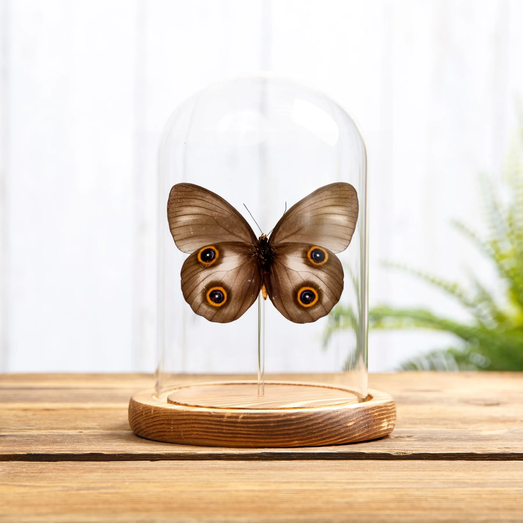 Minibeast Mariposa Búho Urania en campana de vidrio (Taenaris urania)