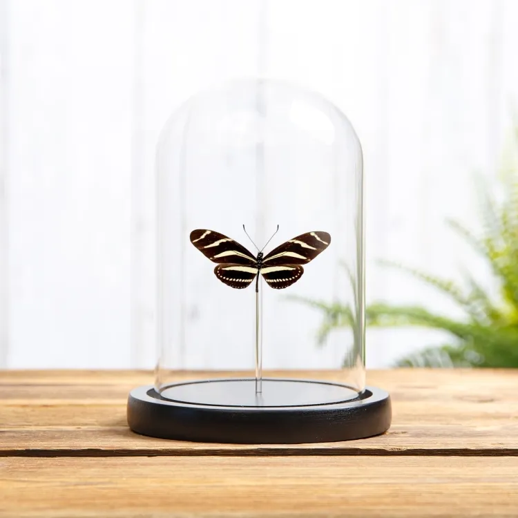 Zebra Longwing In Glass Dome (Heliconius charithonia)