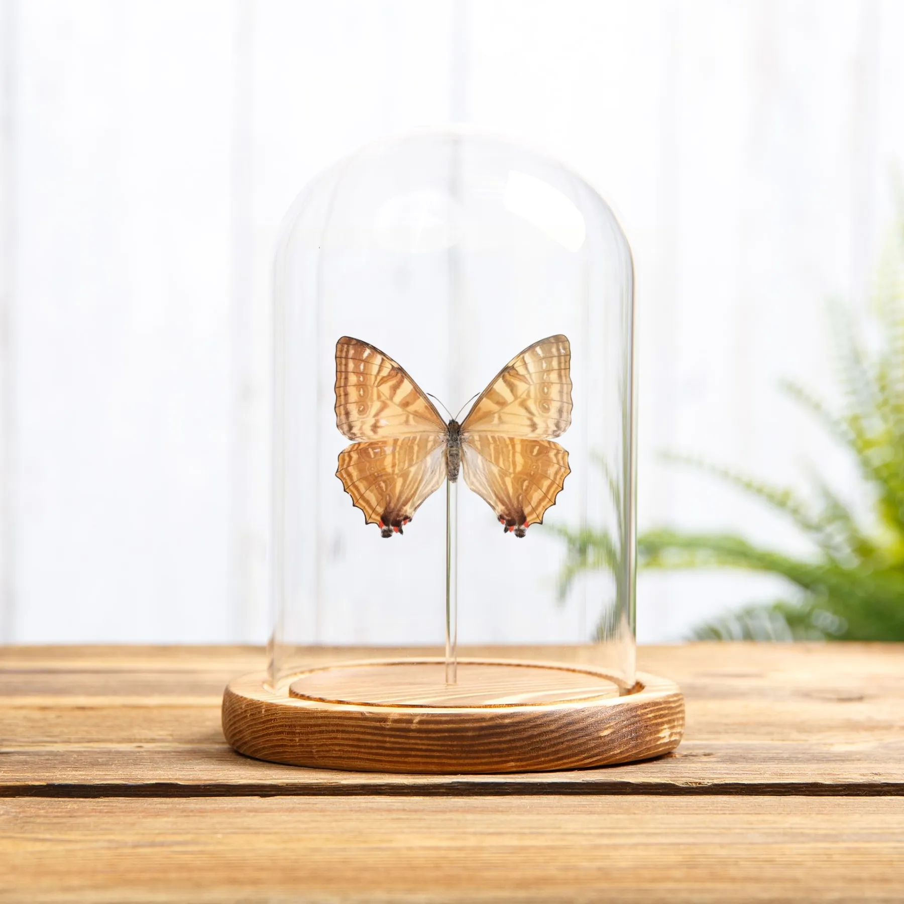 Minibeast Femminile Morpho Giallo di Sulkowsky in Campana di Vetro (Morpho sulkowskyi)