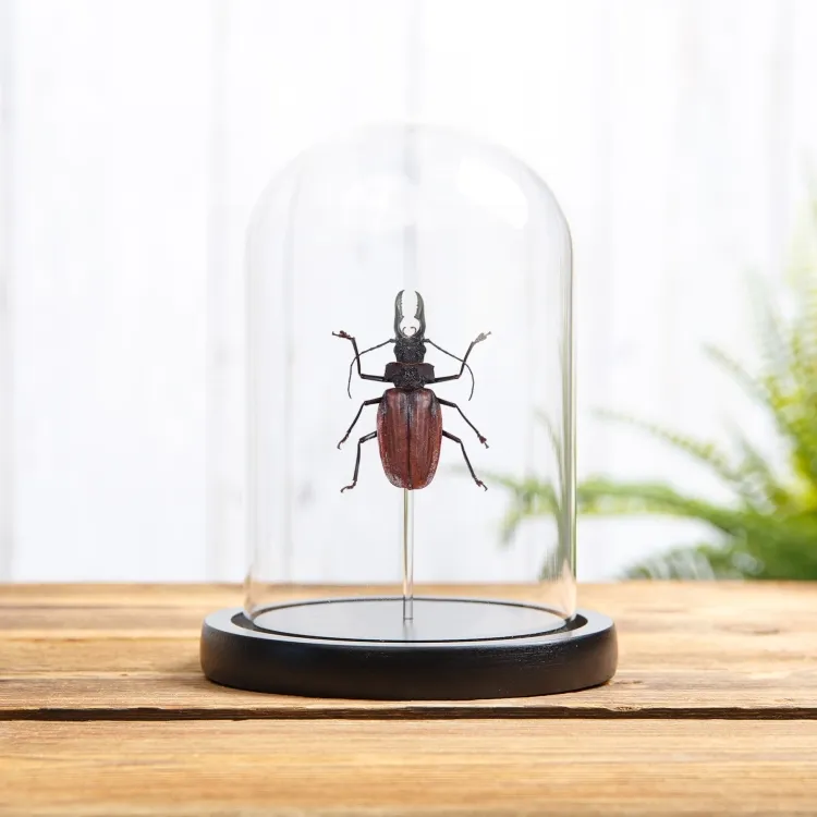 American Longhorn In Glass Dome (Macrodontia crenata)