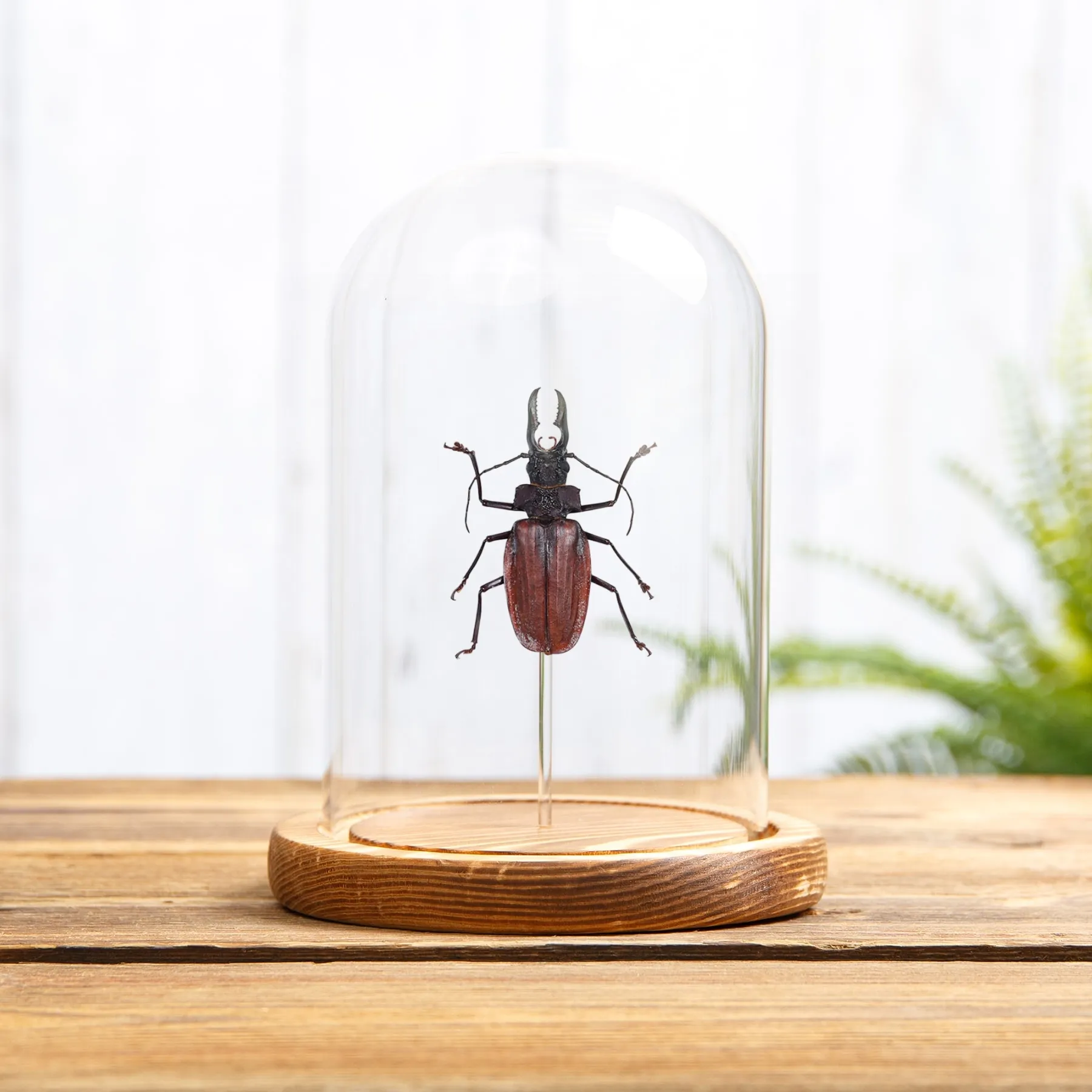 Minibeast Amerikaanse boktor in Glazen Stolp (Macrodontia crenata)