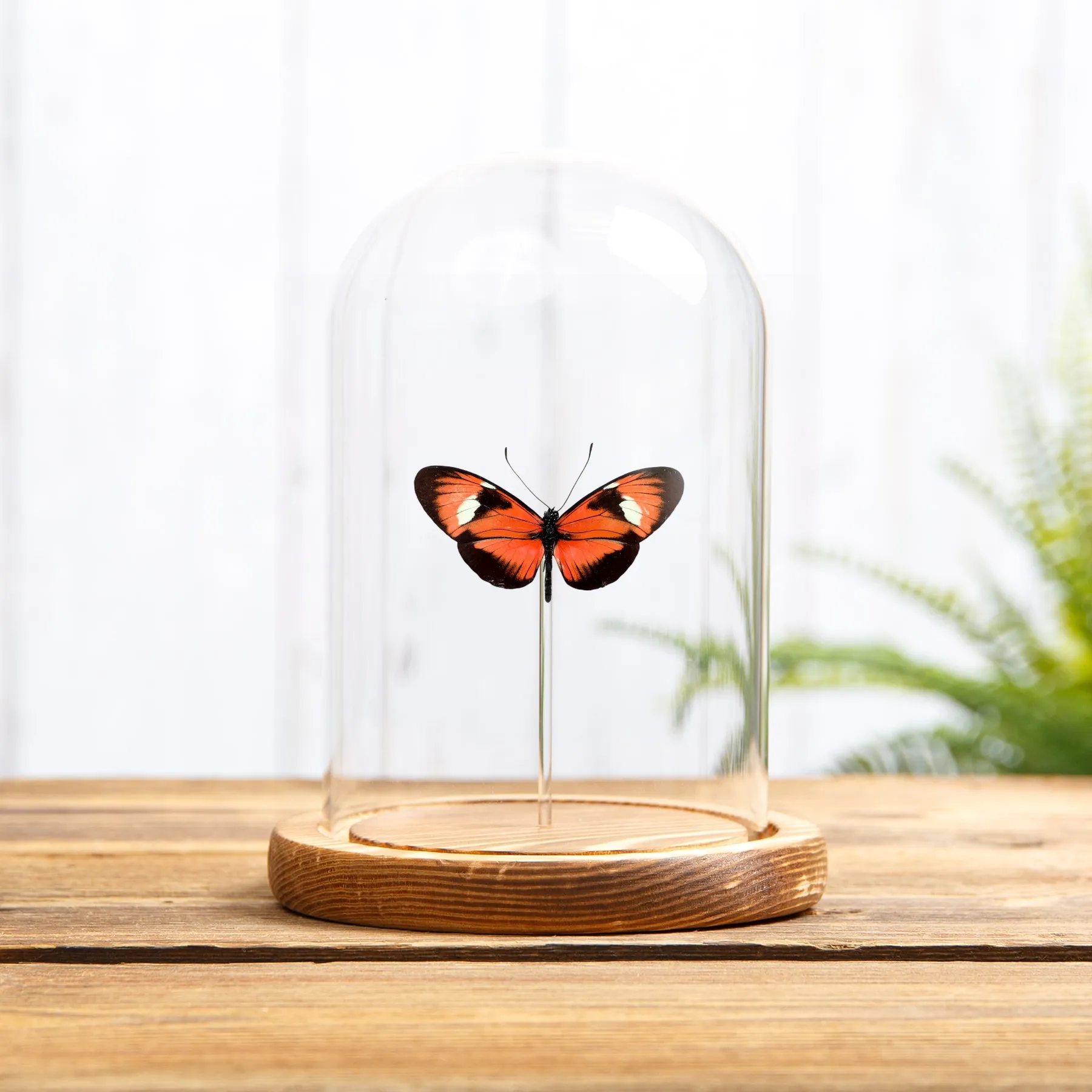 Minibeast Heliconius Hybrid Butterfly In Glass Dome (Heliconius melpomene X Heliconius doris)