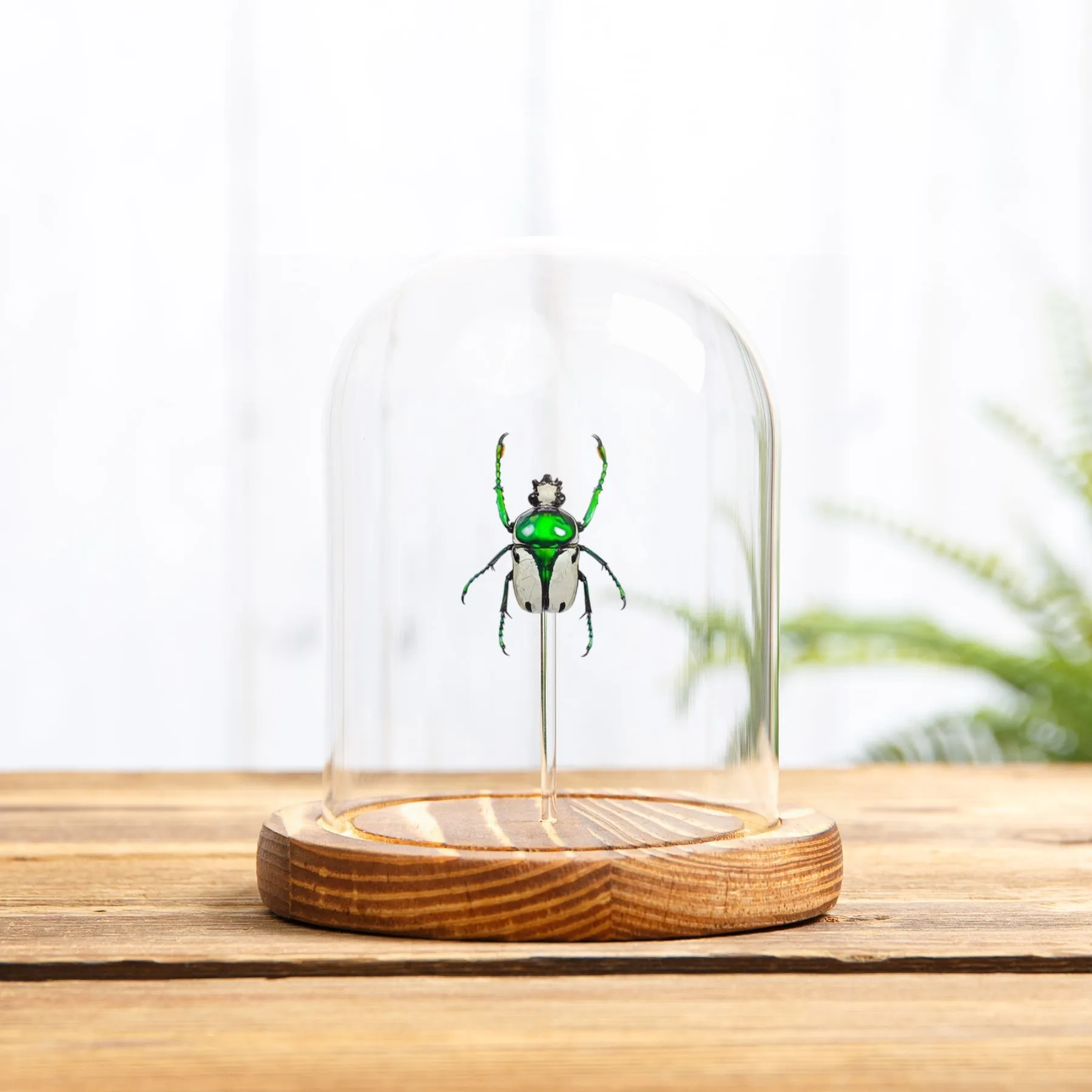 Minibeast Green Flower Beetle In Glass Dome (Ranzania bertolonii)
