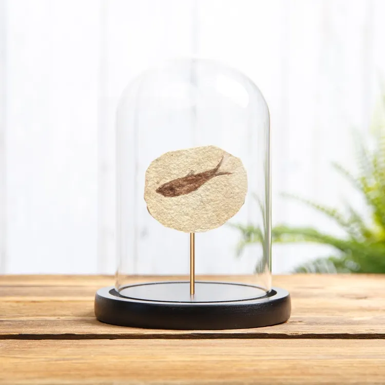 Freshwater Herring Fossil In Glass Dome (Knightia sp)