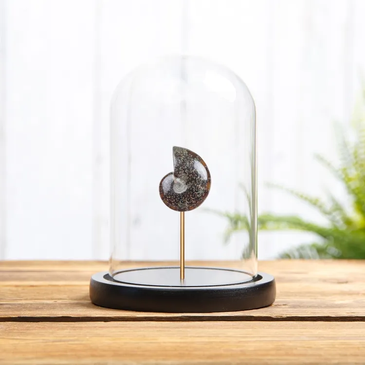 Whole Polished Ammonite Fossil In Glass Dome (Phylloceras sp)