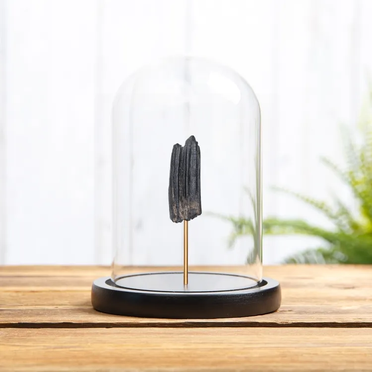 Horse Tooth Fossil In Glass Dome (Equus sp)