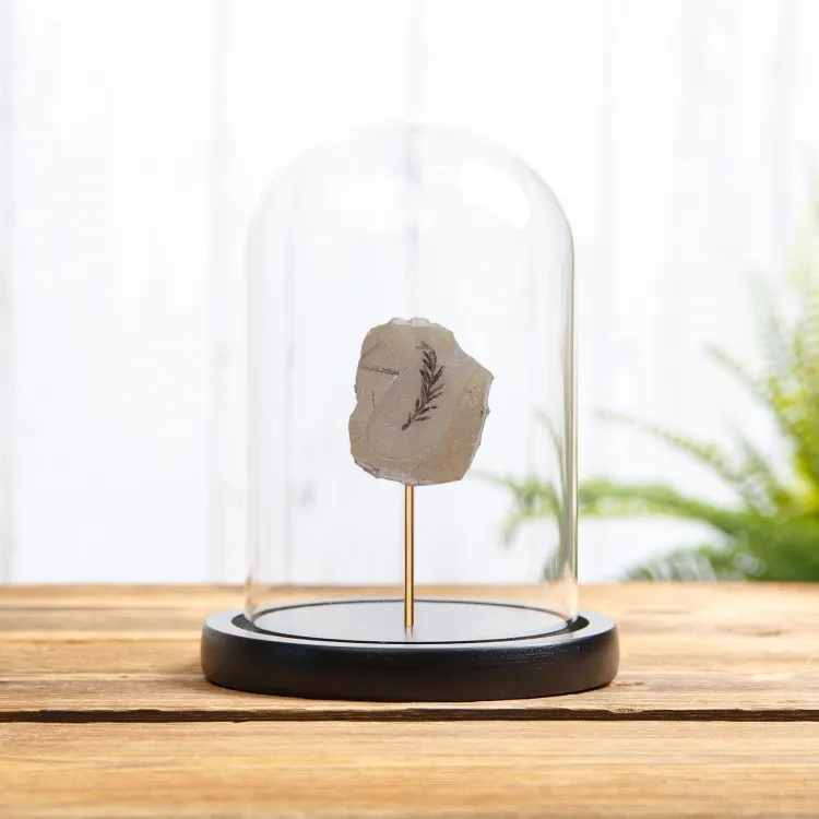 Dawn Redwood Plant Fossil In Glass Dome (Metasequoia)