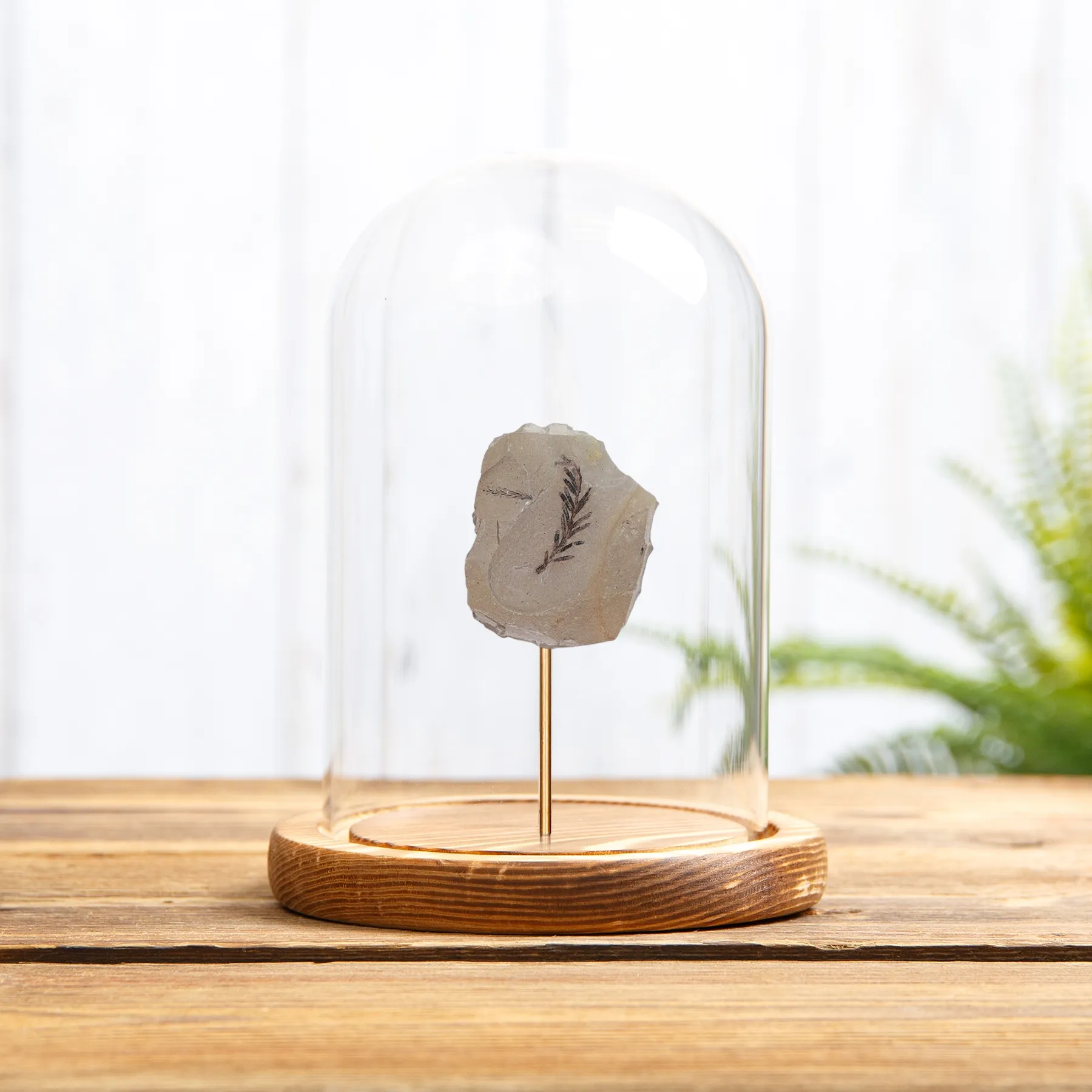 Minibeast Fossile de Plante de Séquoia du Matin sous cloche en verre (Metasequoia)
