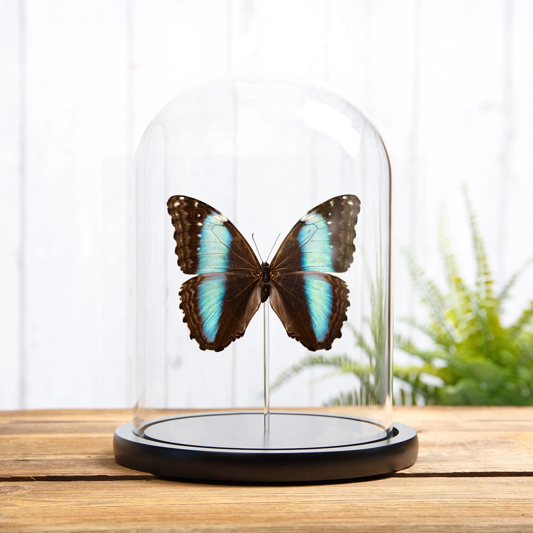 Female Deidamia Morpho Butterfly In Glass Dome (Morpho deidamia) Minibeast Female Deidamia Morpho Butterfly In Glass Dome (Morpho deidamia)