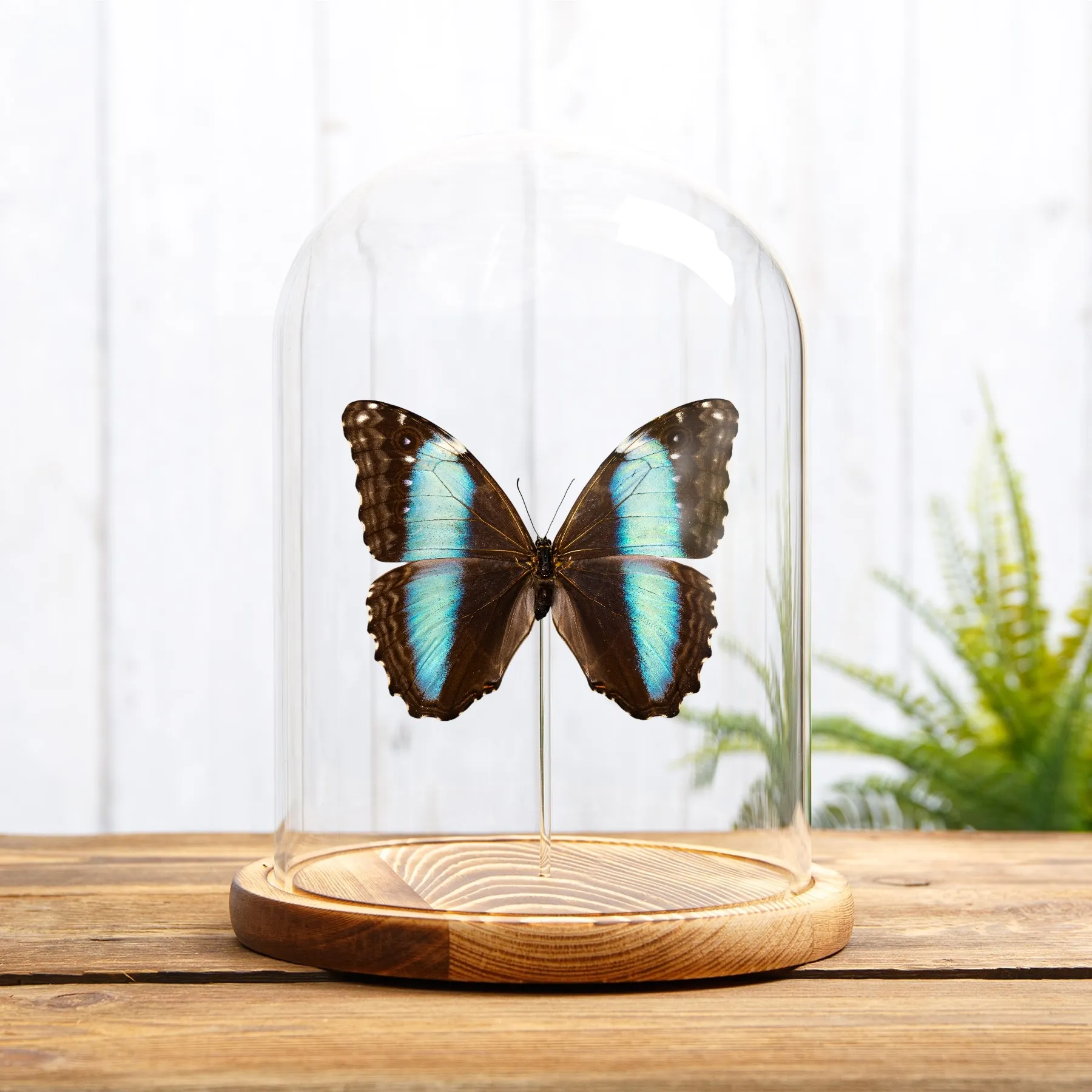 Female Deidamia Morpho Butterfly In Glass Dome (Morpho deidamia) Minibeast Female Deidamia Morpho Butterfly In Glass Dome (Morpho deidamia)