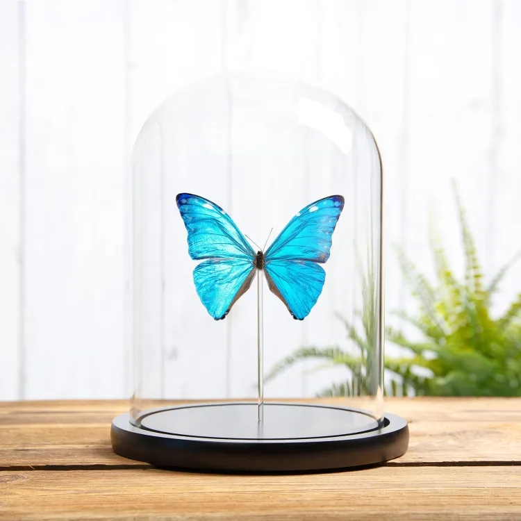 Adonis Morpho In Glass Dome (Morpho marcus major)