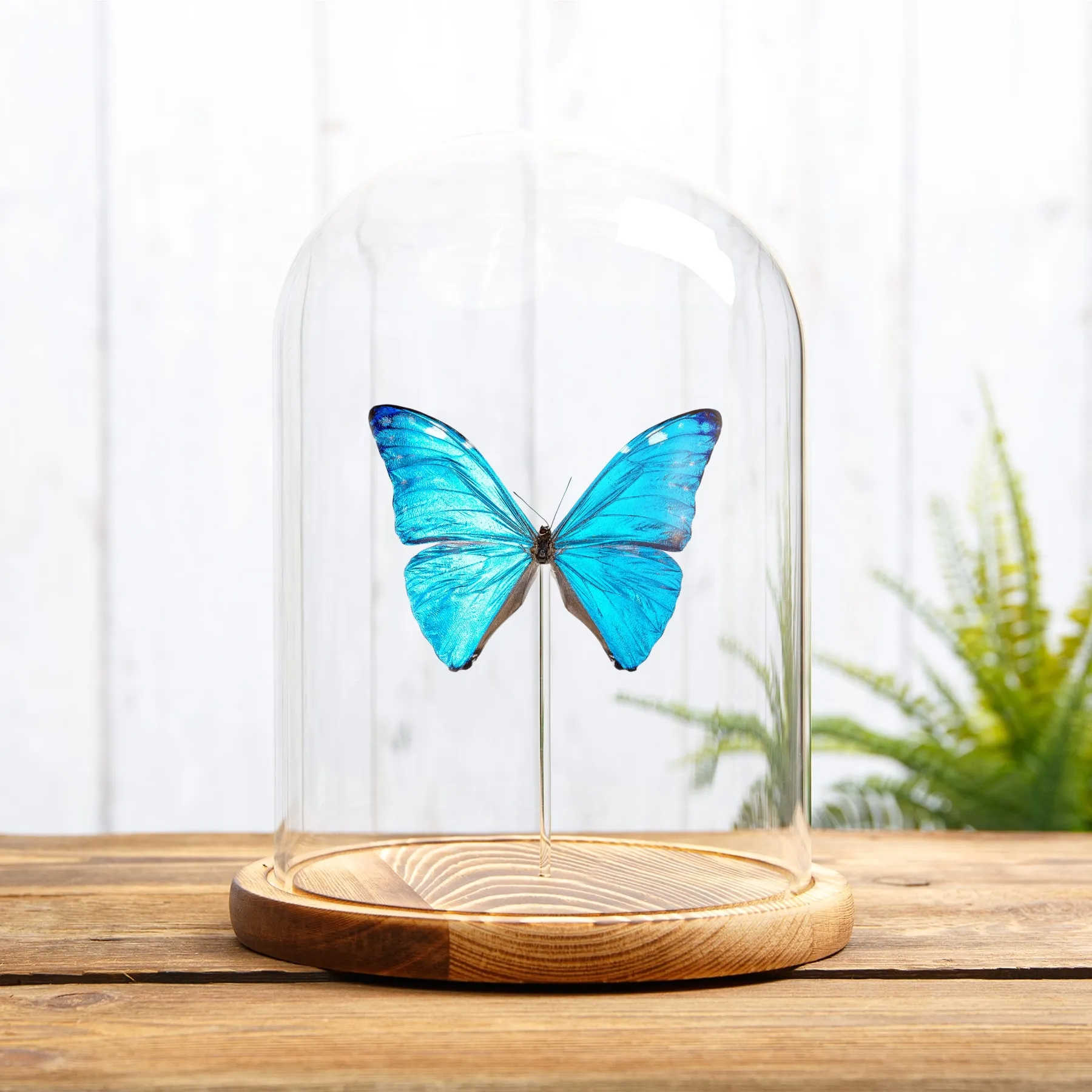 Minibeast Adonis Morpho in Glaskuppel (Morpho marcus major)