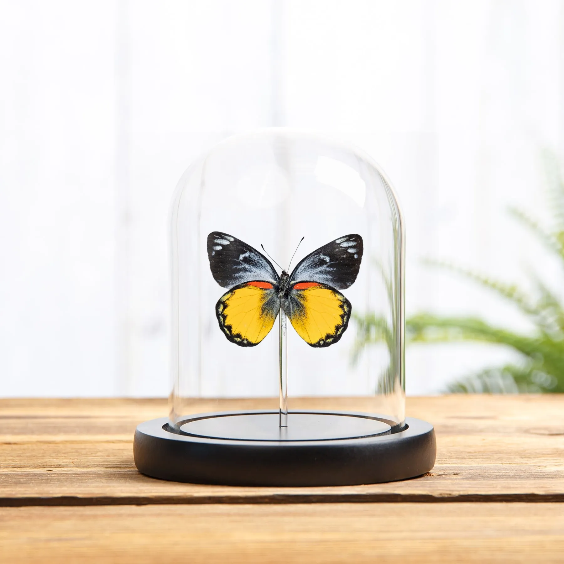 Minibeast Delias-Schmetterling in einer Glasglocke (Delias oraia bratana)