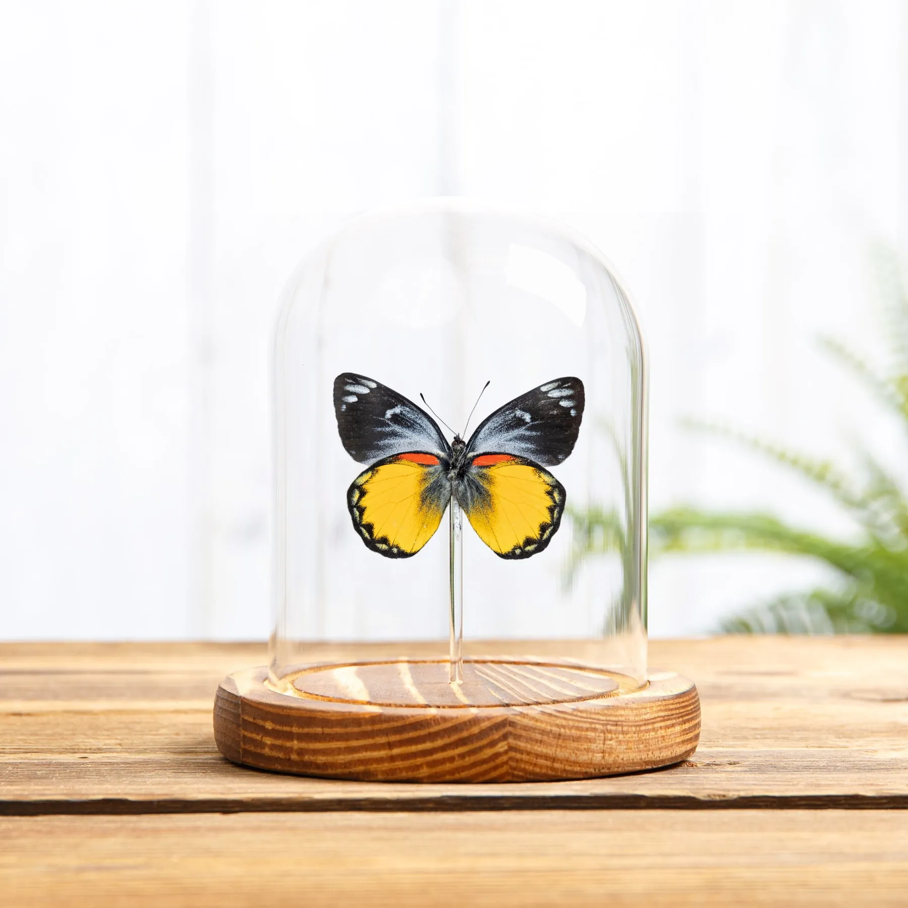 Minibeast Delias-Schmetterling in einer Glasglocke (Delias oraia bratana)