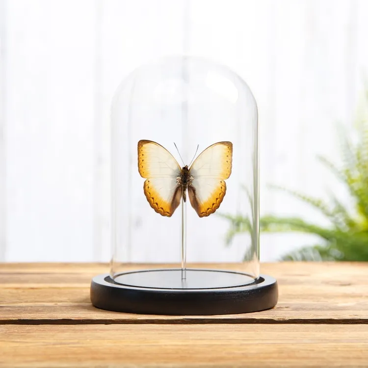 Reinhold's Creamy Glider Butterfly In Glass Dome (Cymothoe reinholdi vitalis)