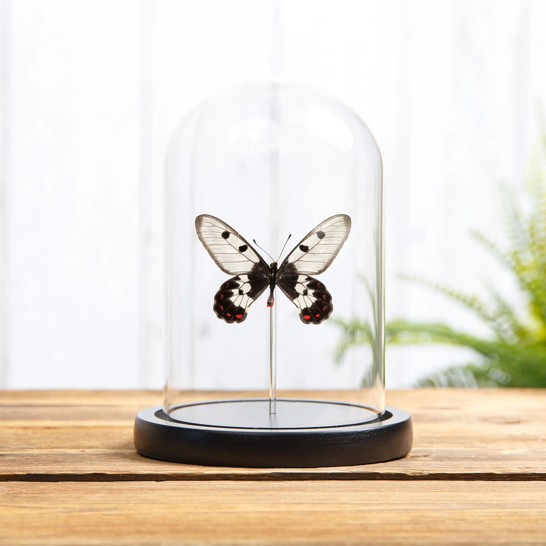 Minibeast Η Πεταλούδα Clearwing Swallowtail σε Γυάλινο Θόλο (Cressida cressida)