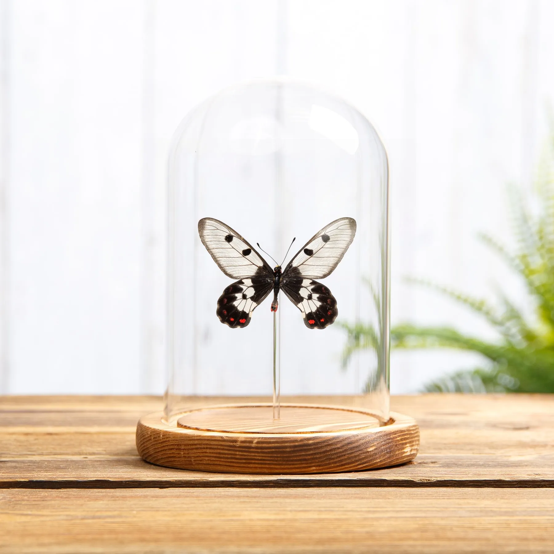 Minibeast Η Πεταλούδα Clearwing Swallowtail σε Γυάλινο Θόλο (Cressida cressida)