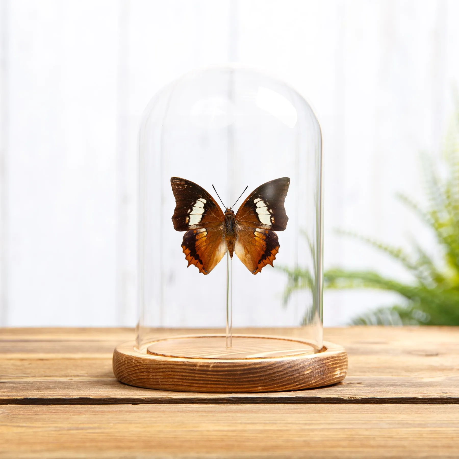 Minibeast Η Ταυανή Ράτζα Πεταλούδα σε Γυάλινο Θόλο (Charaxes bernardus hierax)