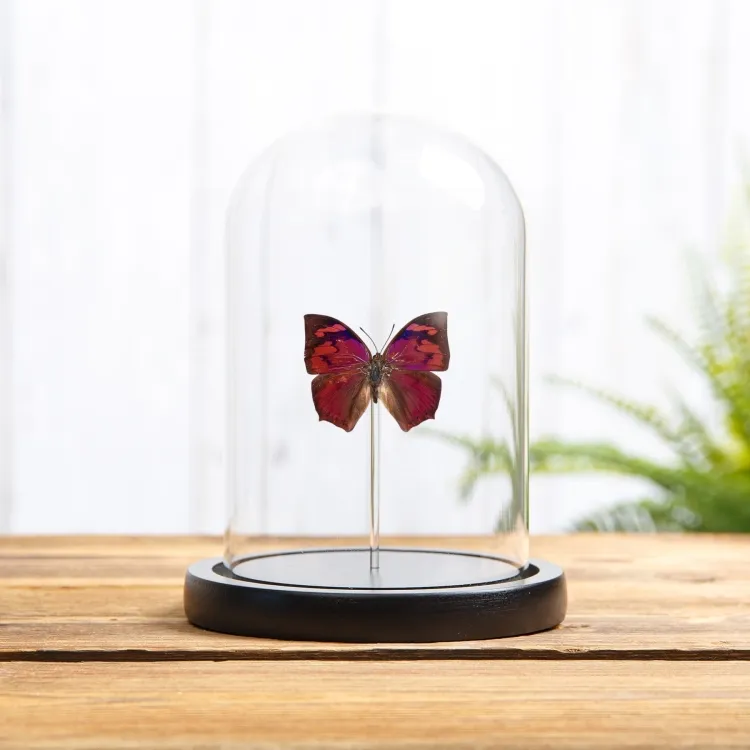 Leaf-wing Butterfly In Glass Dome (Anaea riphea)