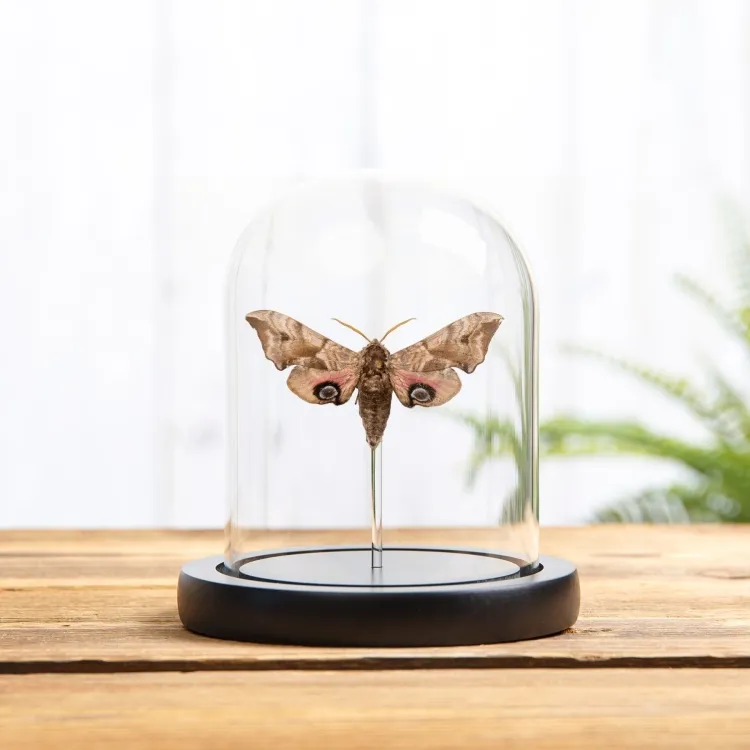 Eyed Hawk-moth In Glass Dome (Smerinthus ocellatus)