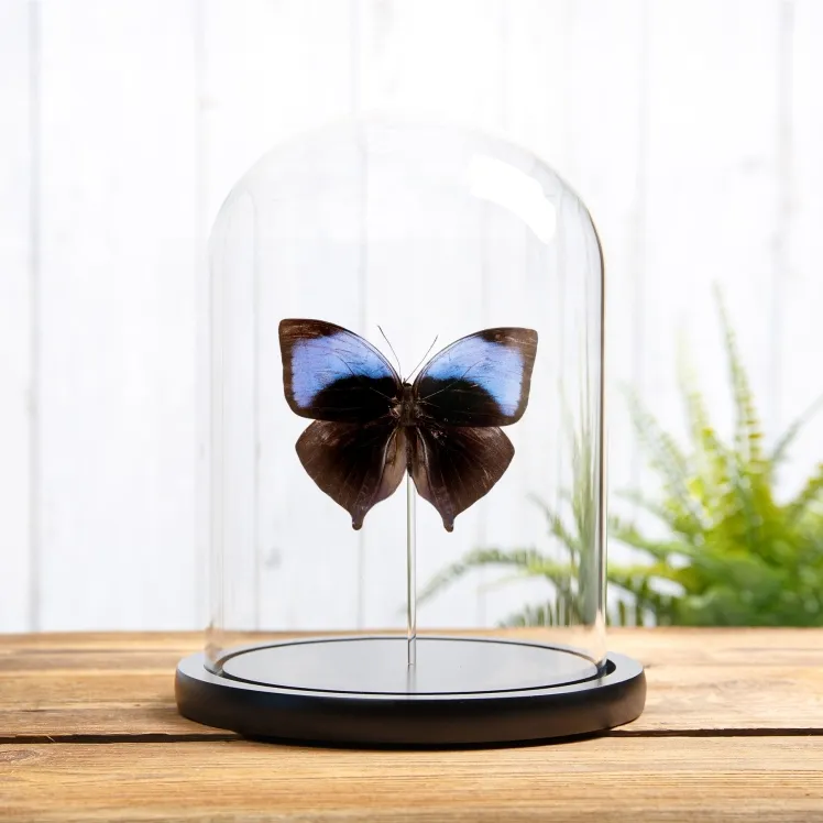 The Koh-i-Noor Butterfly In Glass Dome (Amathuxidia amythaon)