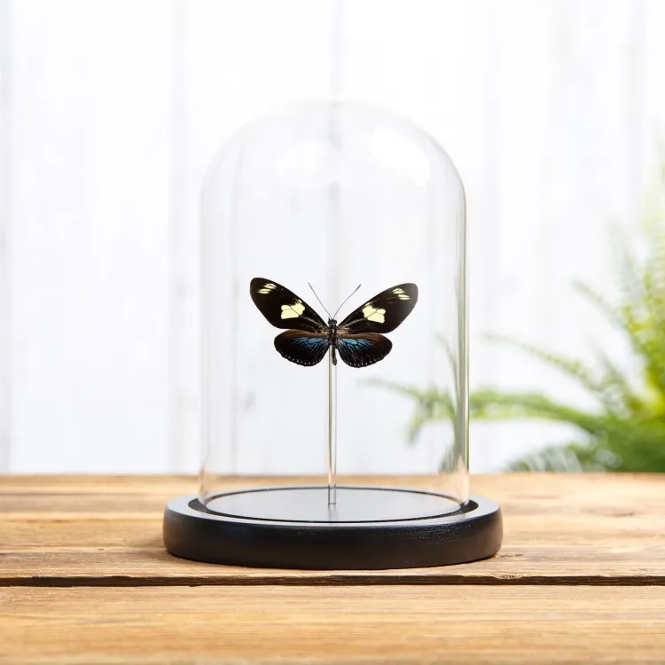 Doris Longwing Blue-form In Glass Dome (Heliconius doris doris)