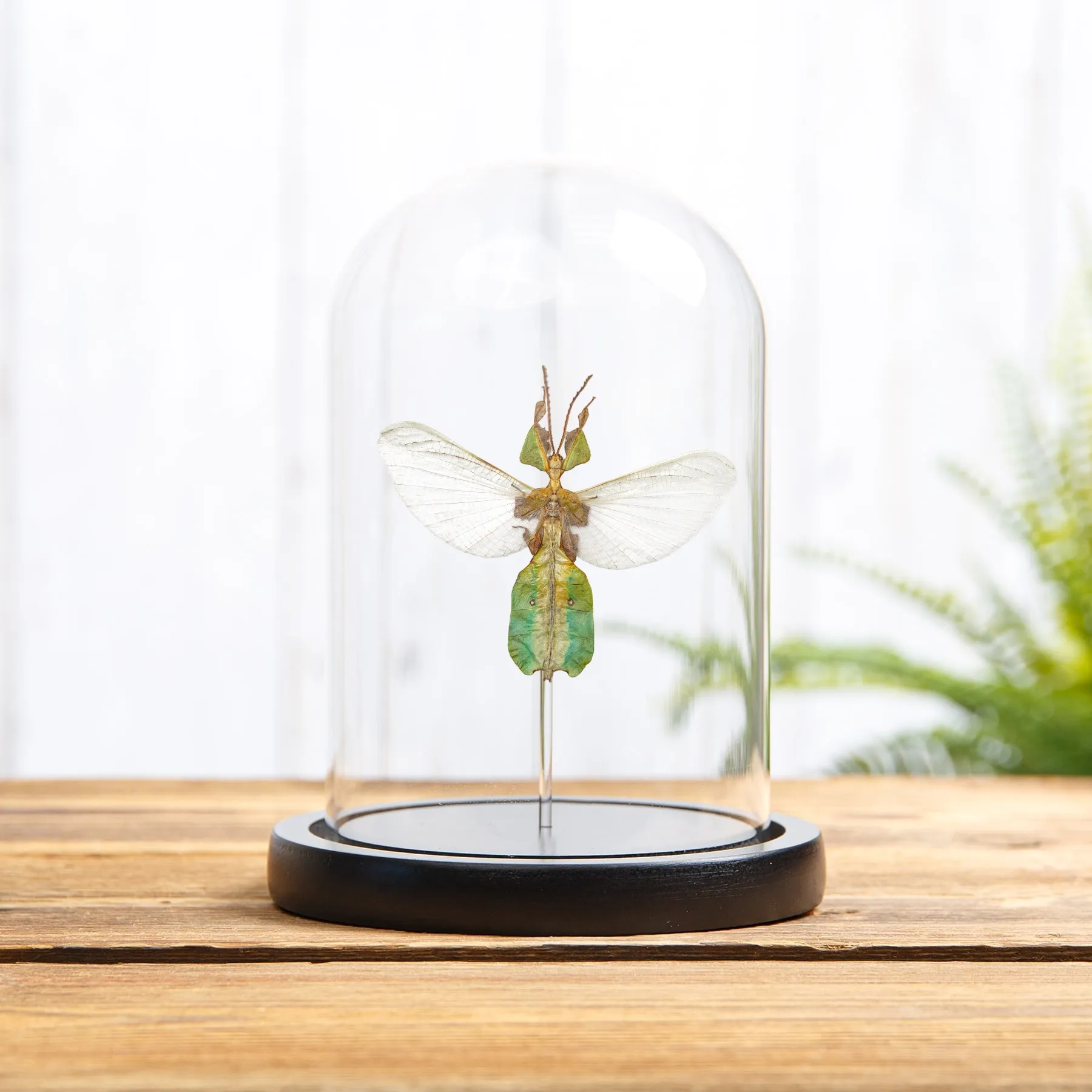 Minibeast Θηλυκό Έντομο Φύλλου Γκρίζου με Ανοιγμένα Φτερά σε Γυάλινο Θόλο (Phyllium bioculatum)