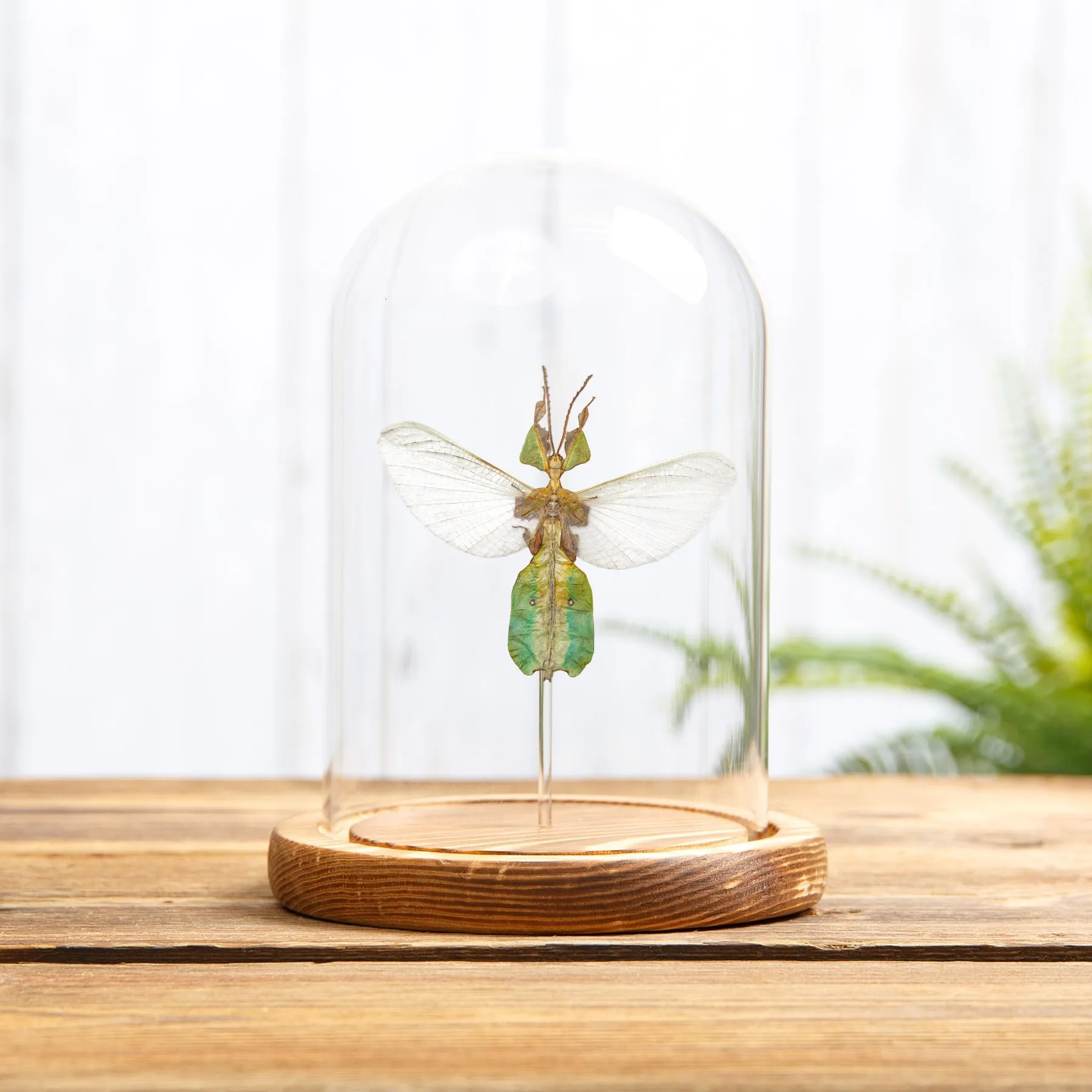 Minibeast Θηλυκό Έντομο Φύλλου Γκρίζου με Ανοιγμένα Φτερά σε Γυάλινο Θόλο (Phyllium bioculatum)